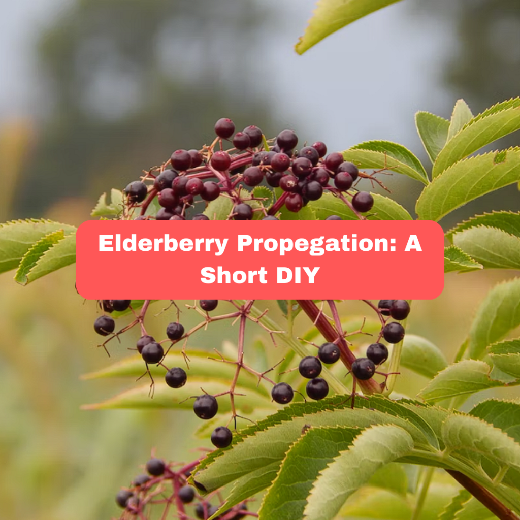 How to Propagate Elderberry: a Simple DIY